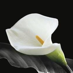 Fitzgerald S Funeral Directors, Rush opening hours