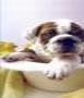 PUPPY CUTS, Dublin opening hours