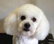 Waggy Tails Dog Grooming, Tipperary opening hours