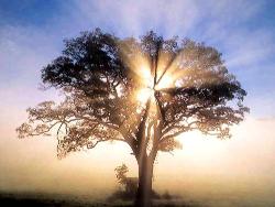 Morning Star Acupuncture Meath, Ashbourne opening hours