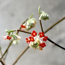 MOUNT VENUS NURSERY LIMITED, Dublin opening hours