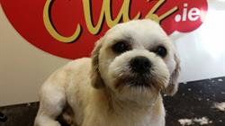 Muttz For Cutz, Kildare opening hours