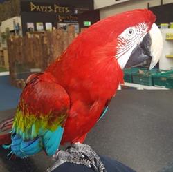 Davy's Pets, Carlow opening hours