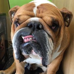 Kinsealy Pet Store in Dublin (Kinsealy) - Opening Hours
