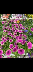Sunnybrook Flowershop & Greenhouse, Moville opening hours