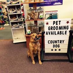Country Dog, Westport opening hours
