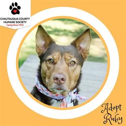 Chautauqua County Humane Society, Jamestown opening hours
