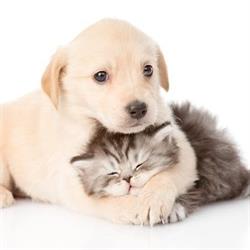 All About Dogs & Cats, Springfield opening hours