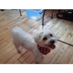Sarah's Dog and Cat Grooming, Clare Island opening hours